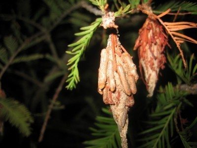 bagworms
