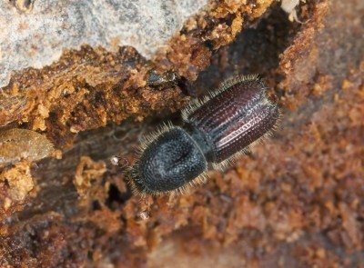 bark beetle