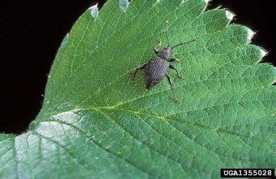 black vine weevil