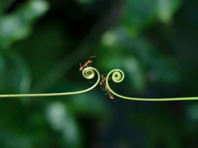 climber plant and ants 1