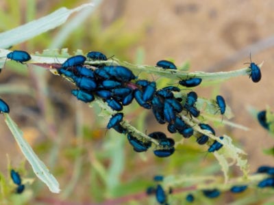 flea beetles picture id186931683