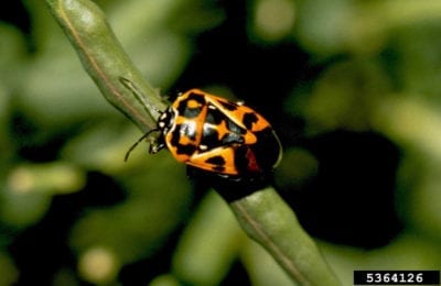 harlequin bug