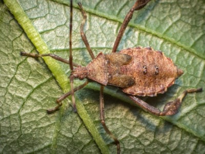 helmeted squash bug