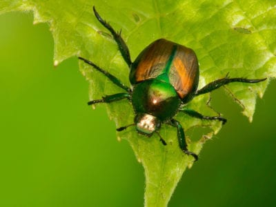 japanese beetle
