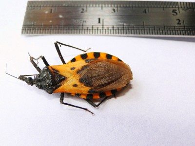 kissing bug
