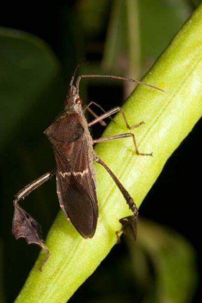 leaf footed bug