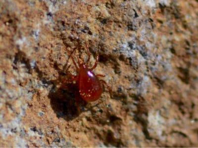 red mite