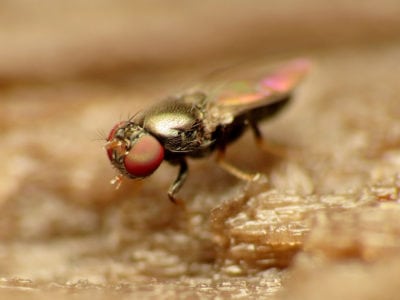 shore fly vs fungus gnat