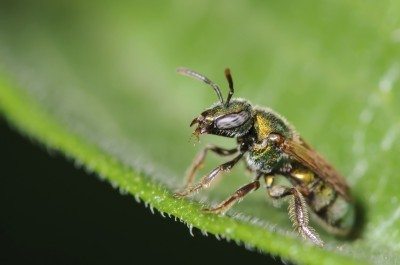 sweat bee