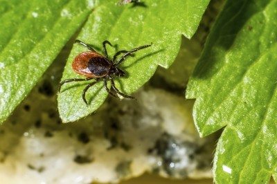 tick in garden