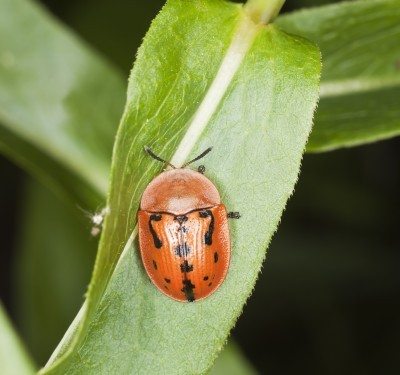 tortoise beetle