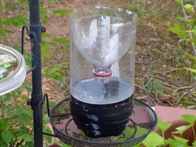 wasp trap