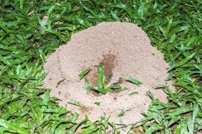 anthill lawn