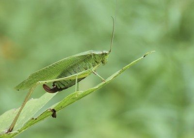 katydid