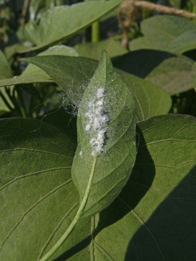 mealybug
