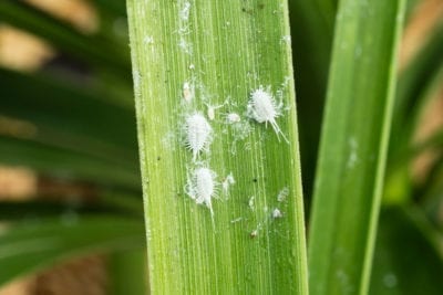 Mealybugs