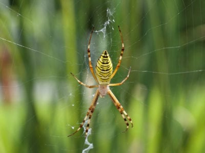 wasp spider