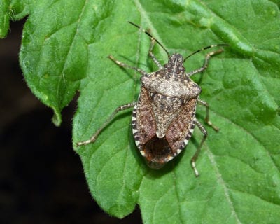 stink bug 1