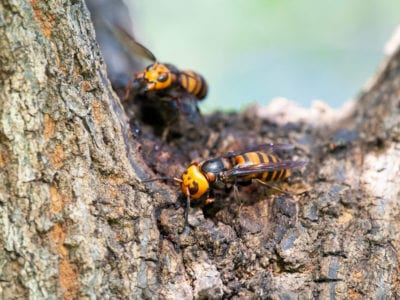 asian giant hornets