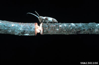 twig cutter beetle