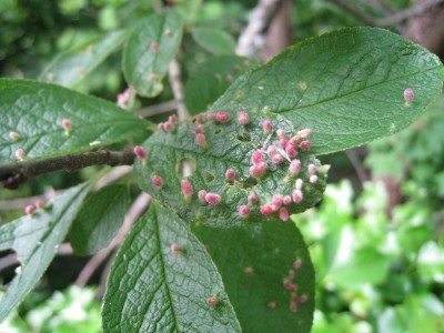 eriophyid mite galls1