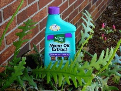 neem oil