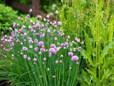 chives