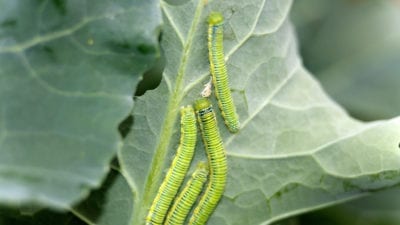 caterpillars 1