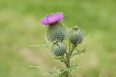 bull thistle