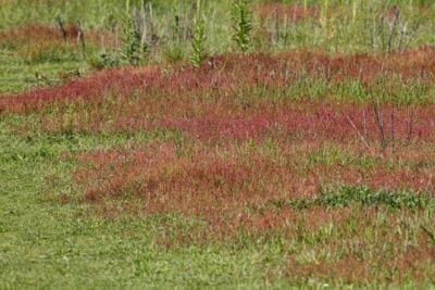 sheep sorrel
