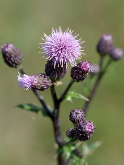 creeping thistle
