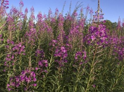 willowherb