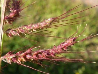 barnyardgrass