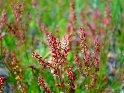 red sorrel1