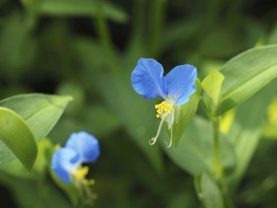dayflower weed
