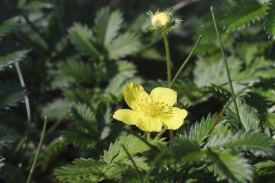 cinquefoil weed