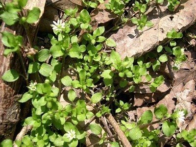common chickweed