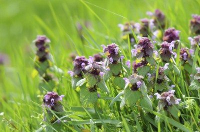 deadnettle weed