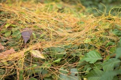 dodder