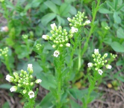 field pennycress
