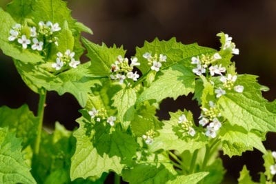 garlic mustard