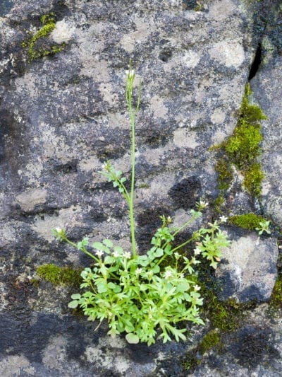 hairy bittercress