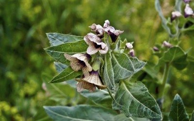 henbane