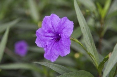 mexican petunia