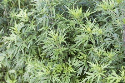 mugwort