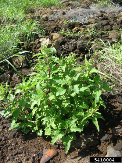 nettleleaf goosefoot