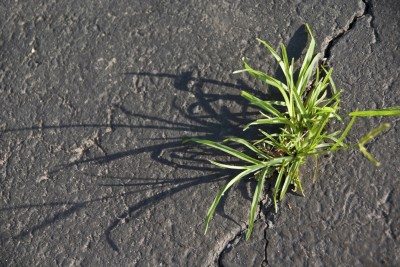 pavement weed