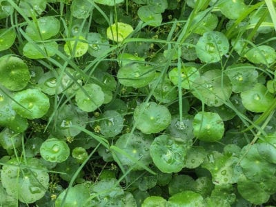 pennywort 1