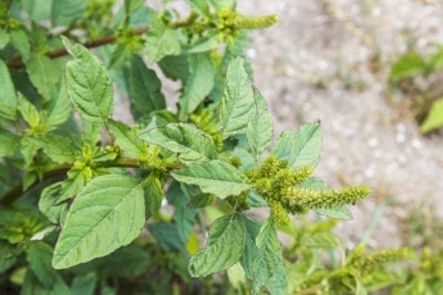 pigweed