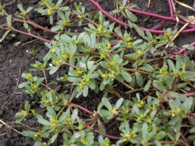purslane plant